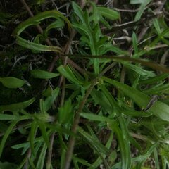Tridax coronopifolia