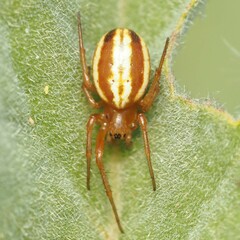 Araneus pratensis