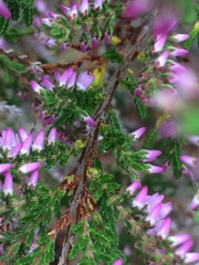 Calluna