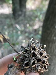 Marasmiellus