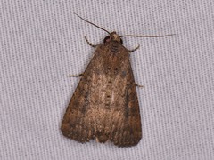 Condica sutor
