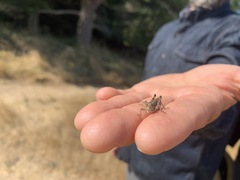 Melanoplus sanguinipes