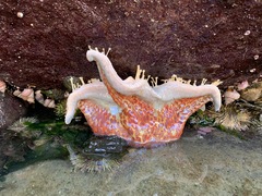 Dermasterias imbricata