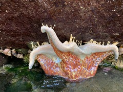 Dermasterias imbricata