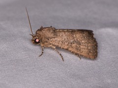 Condica sutor