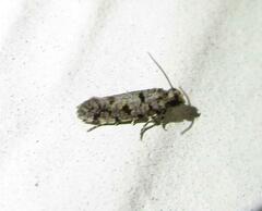 Amydria margoriella