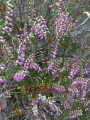Calluna