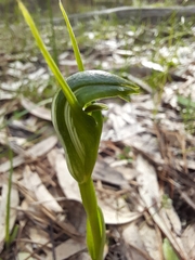 Pterostylis foliata