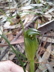 Pterostylis foliata