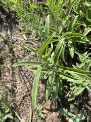 Desmodium sessilifolium