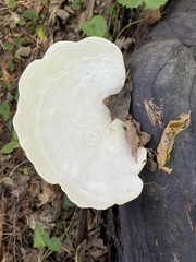 Trametes aesculi