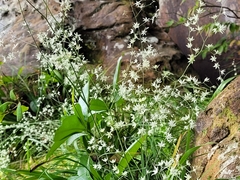 Stenanthium