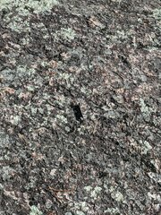 Trimerotropis verruculata