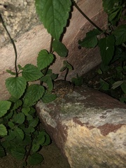 Incilius occidentalis