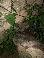 Incilius occidentalis