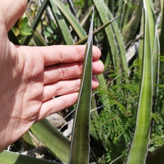 Agave albomarginata