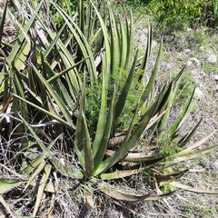 Agave albomarginata