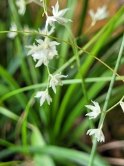 Stenanthium