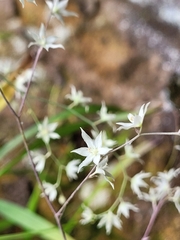 Stenanthium
