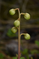 Pyrola