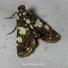 Termioptycha conjuncta