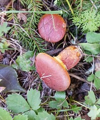 Suillus clintonianus