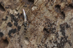 Empidoidea