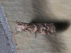 Sciota subcaesiella