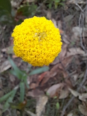 Craspedia variabilis