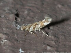 Aristotelia roseosuffusella