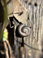 Ommatoiulus moreleti