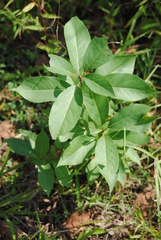 Prunus padus
