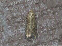 Glyphidocera juniperella