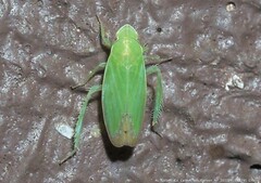 Memnonia flavida
