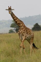 Giraffa camelopardalis tippelskirchi