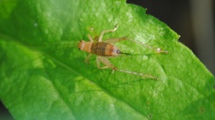 Anaxipha