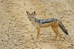 Lupulella mesomelas schmidti