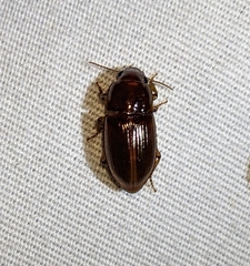 Harpalus gravis