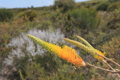 Grevillea eriostachya