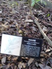 Nestegis cunninghamii