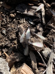 Reticulitermes hesperus