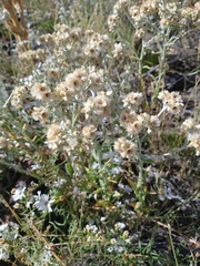 Pseudognaphalium macounii