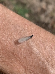 Reticulitermes hesperus