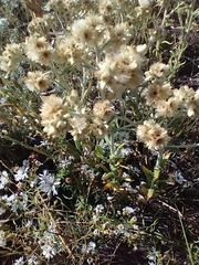 Pseudognaphalium macounii