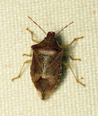 Podisus brevispinus