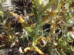 Pseudognaphalium macounii