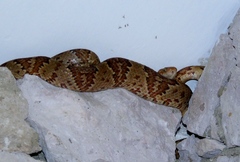 Trimorphodon paucimaculatus