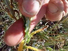 Pseudognaphalium macounii