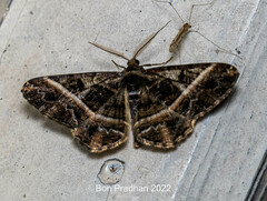 Harutalcis