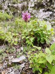 Agastache mexicana